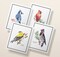 Watercolor Birds Greeting Cards | Bird Watching Cards | Cardinal Card| Blue Jay Card | Birds Card Set | Birds Names Cards | Bird Identification